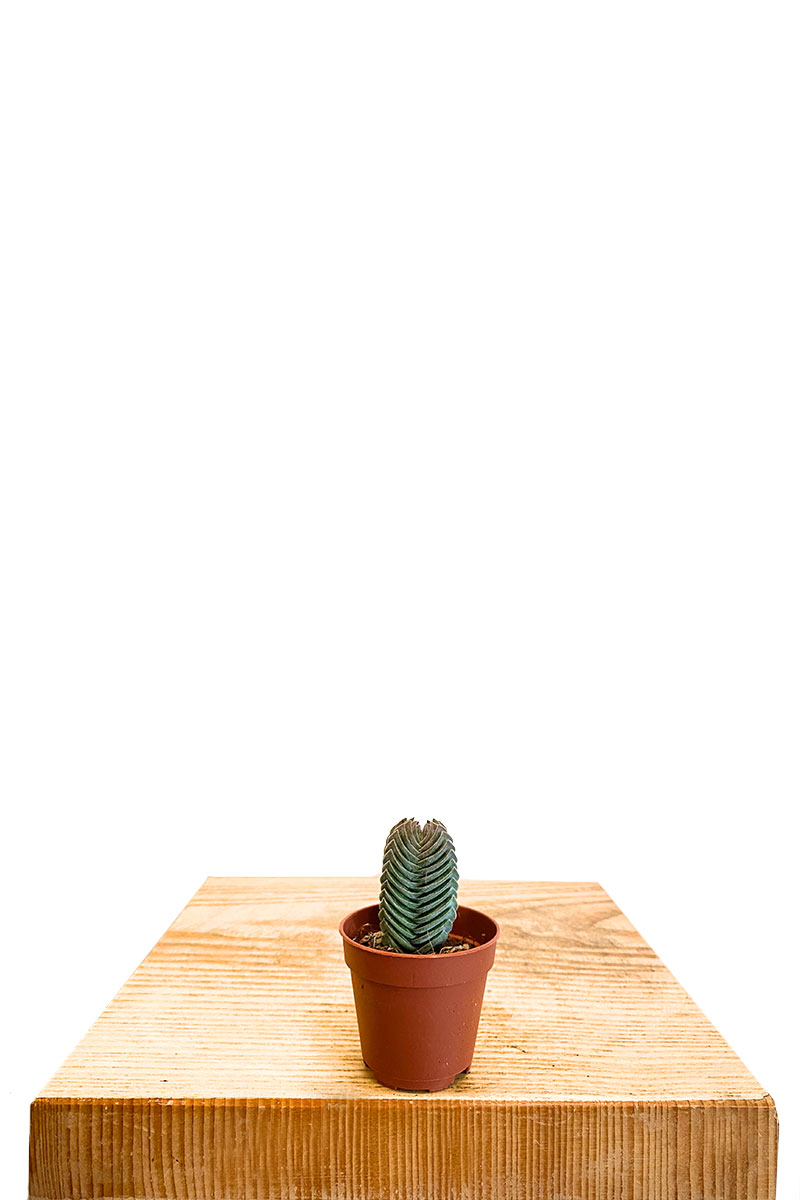 Crassula Buddha's Temple