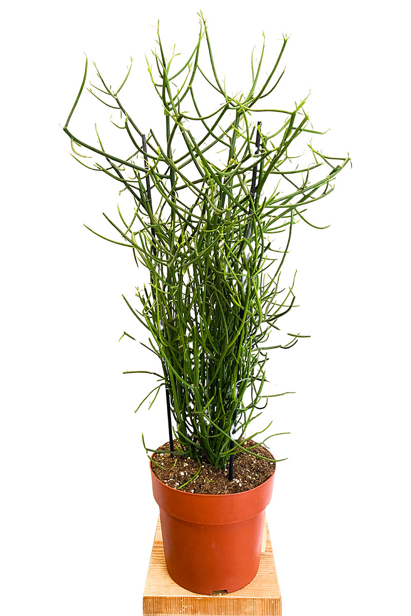 Bleistiftpflanze Euphorbia tirucalli