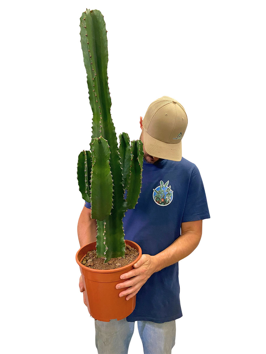 Euphorbia Ingens Canarias