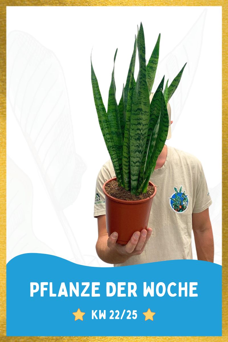 Bogenhanf Sansevieria Zeylanica