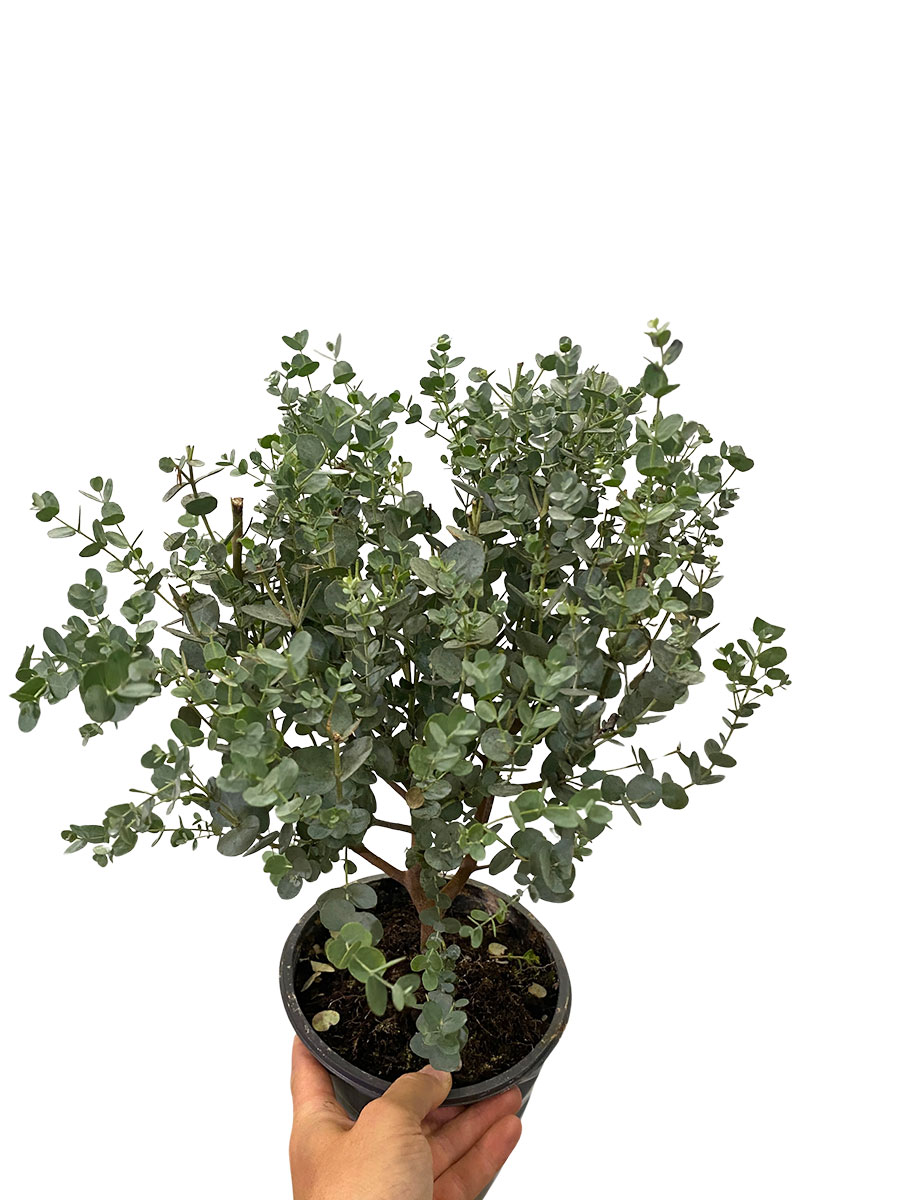 Eucalyptus Gunnii