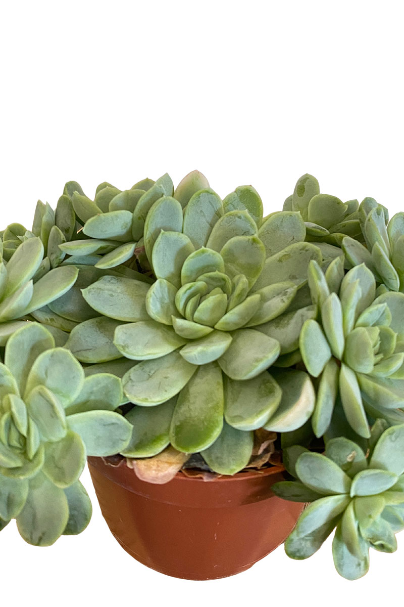 Echeveria Elegans