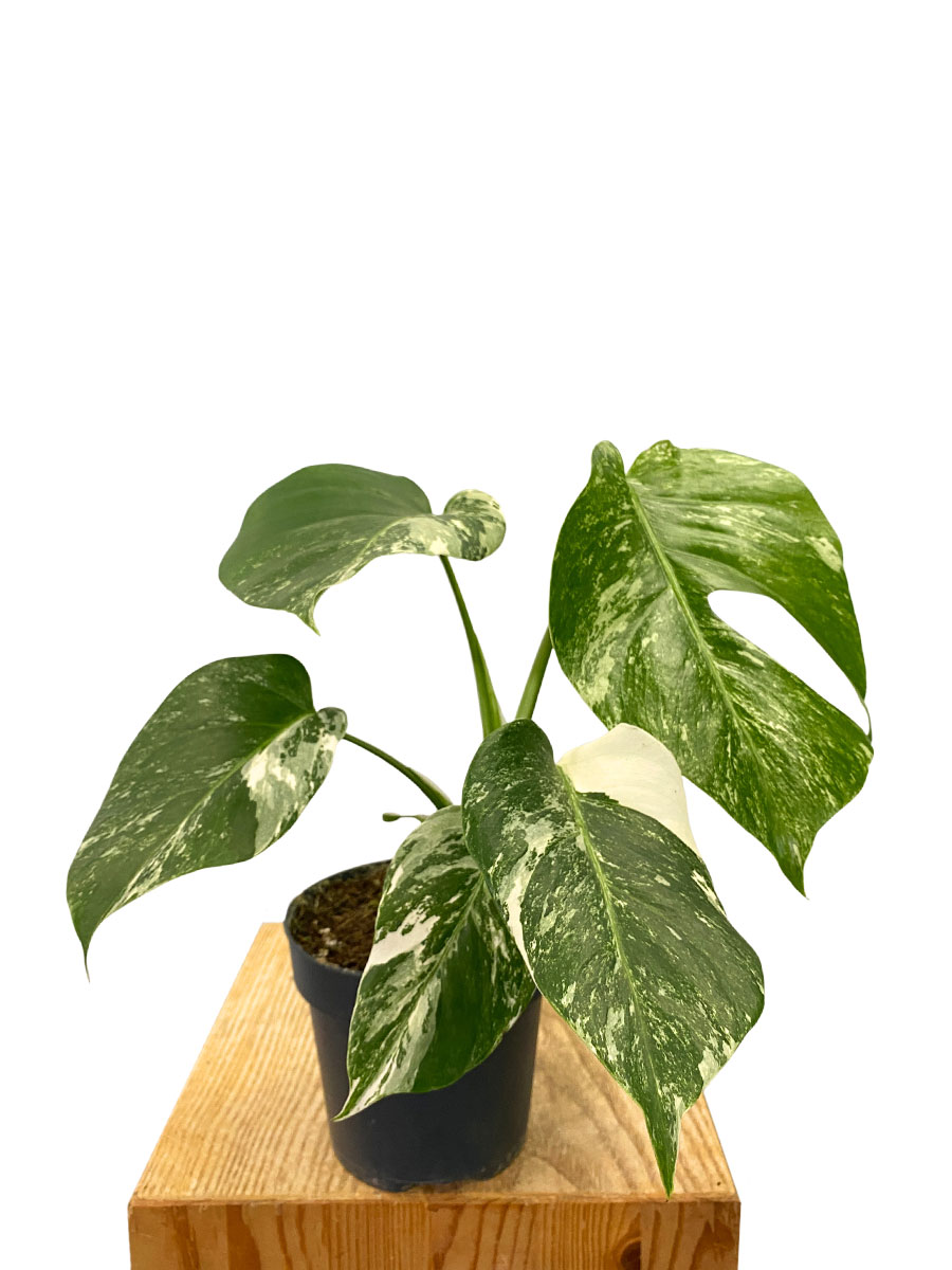 Monstera Deliciosa Variegata 30cm