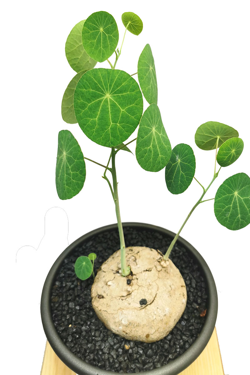 Stephania Mondsamenpflanze Knolle