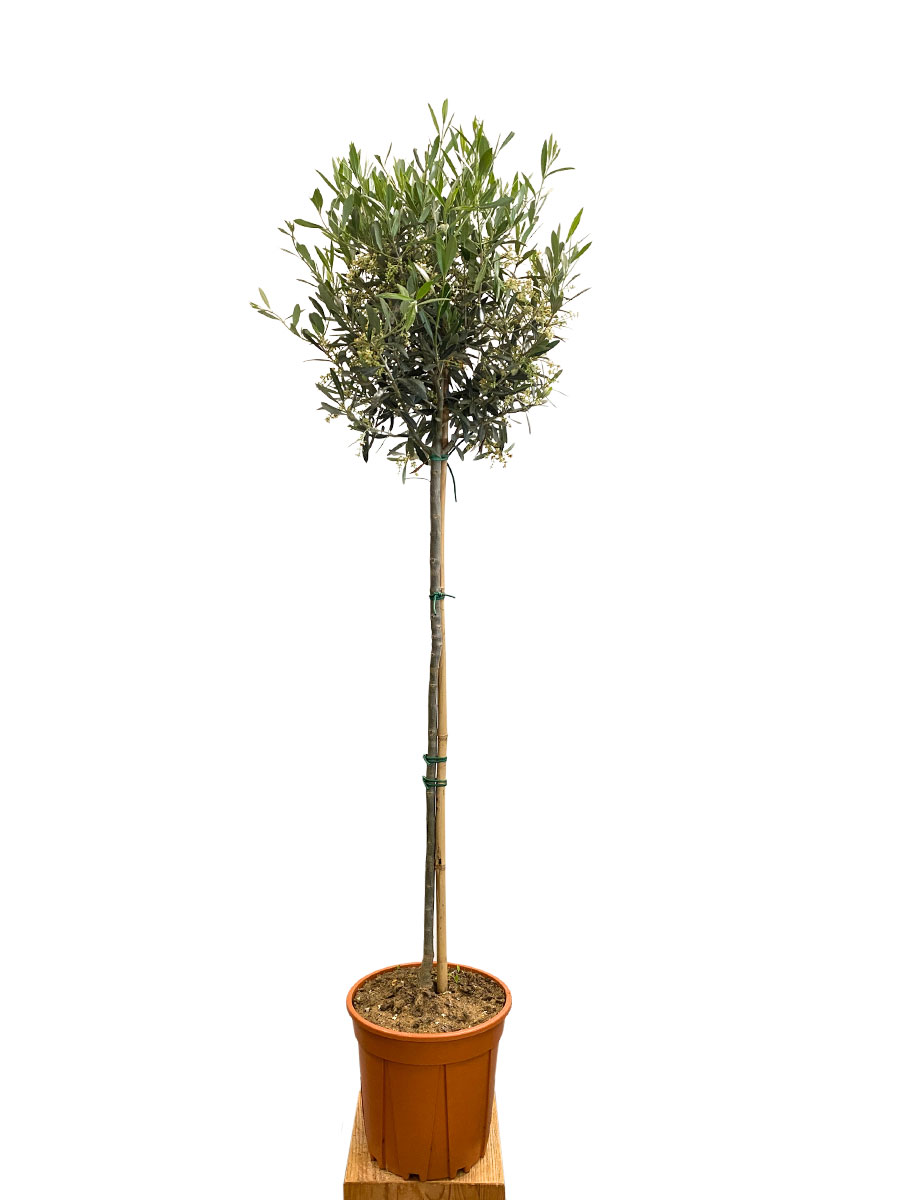 Olivenbaum Olea Europaea - Gross