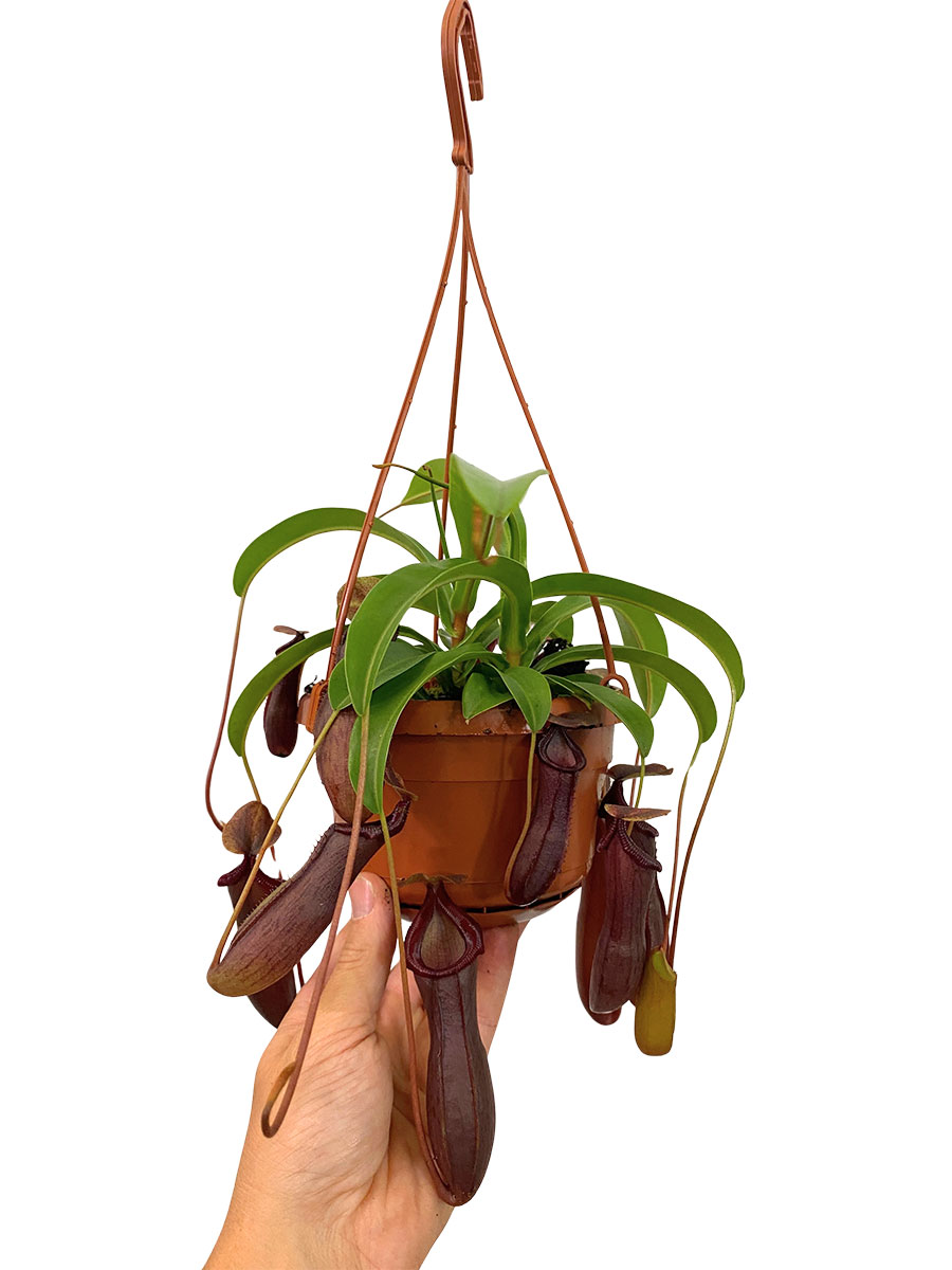 Hänger - Kannenpflanze Nepenthes Bill