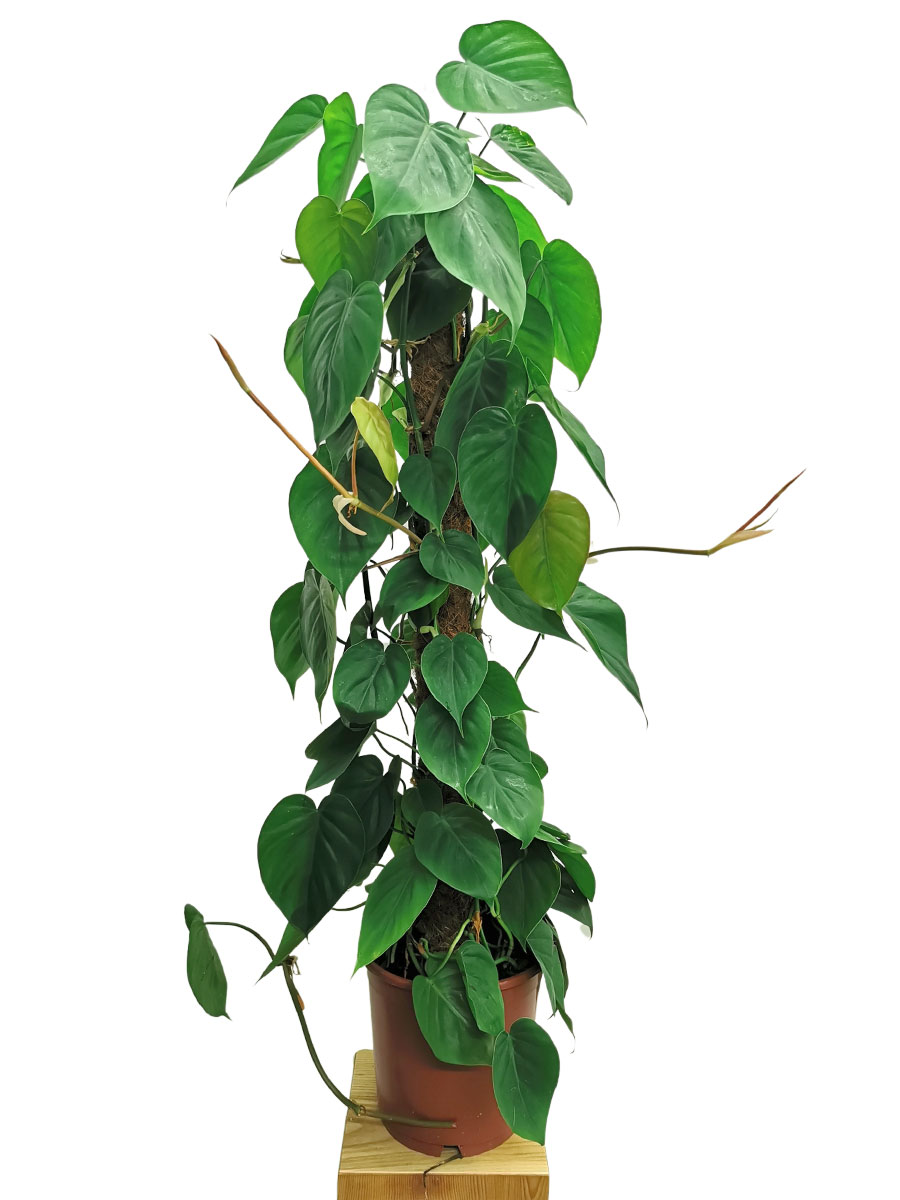 Philodendron scandens 120cm