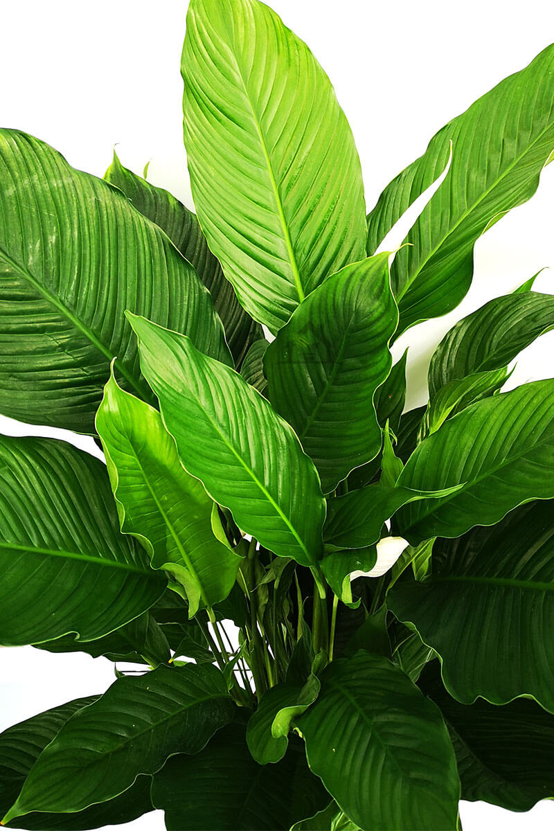 Spathiphyllum Sweet Sebastiano 100cm