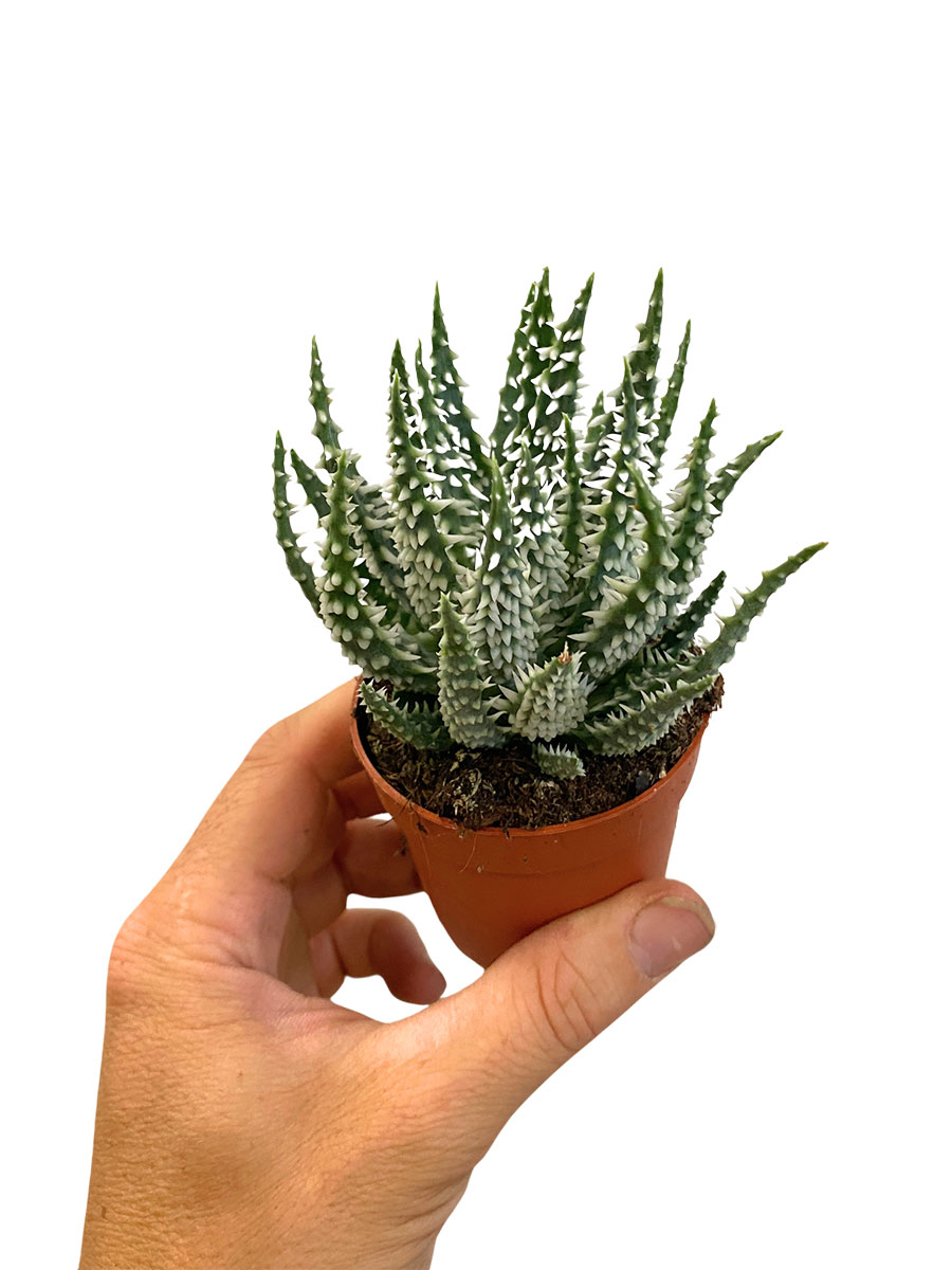 Baby Aloe Vera Humilis Shark