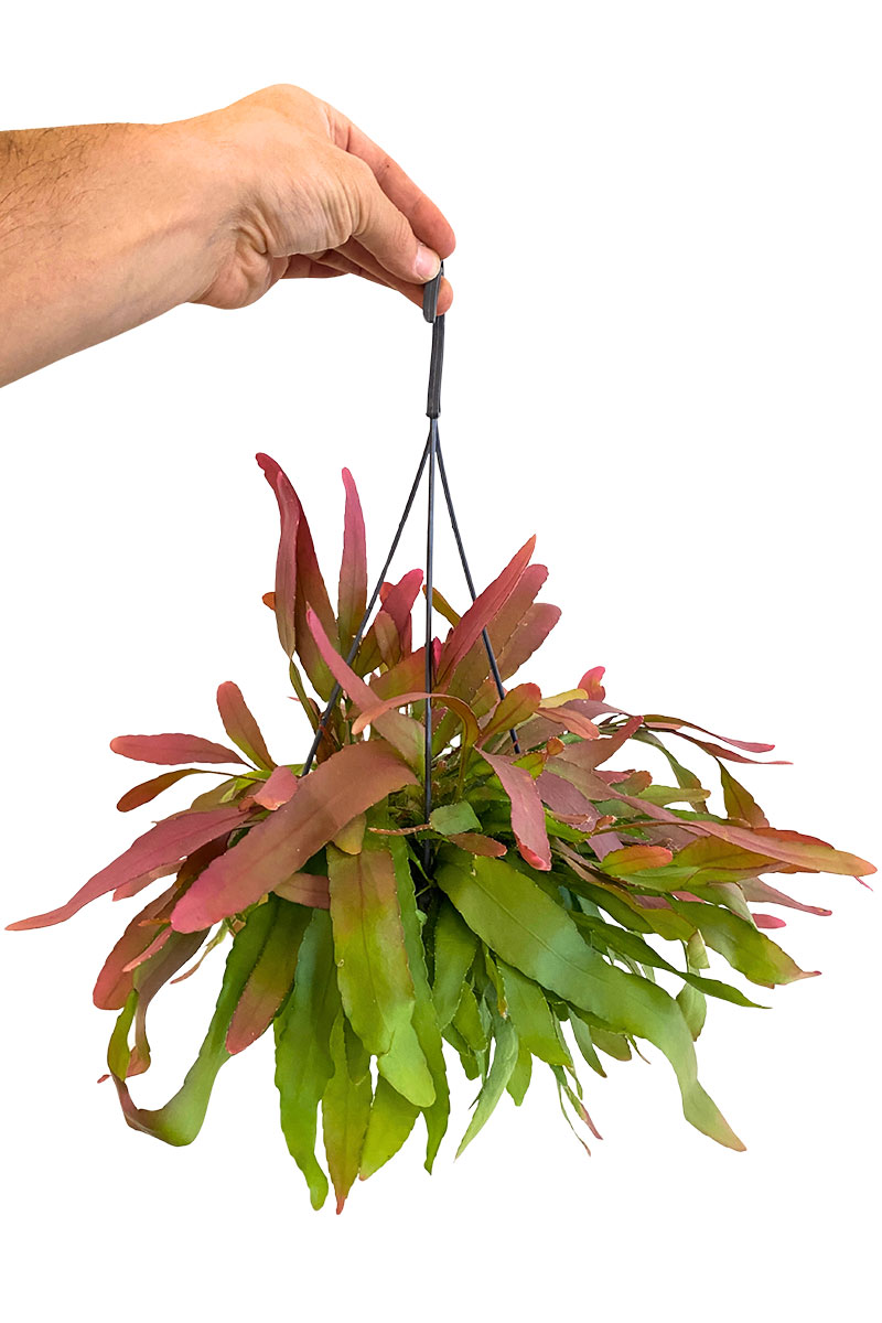 Hänger - Rhipsalis Red Coral