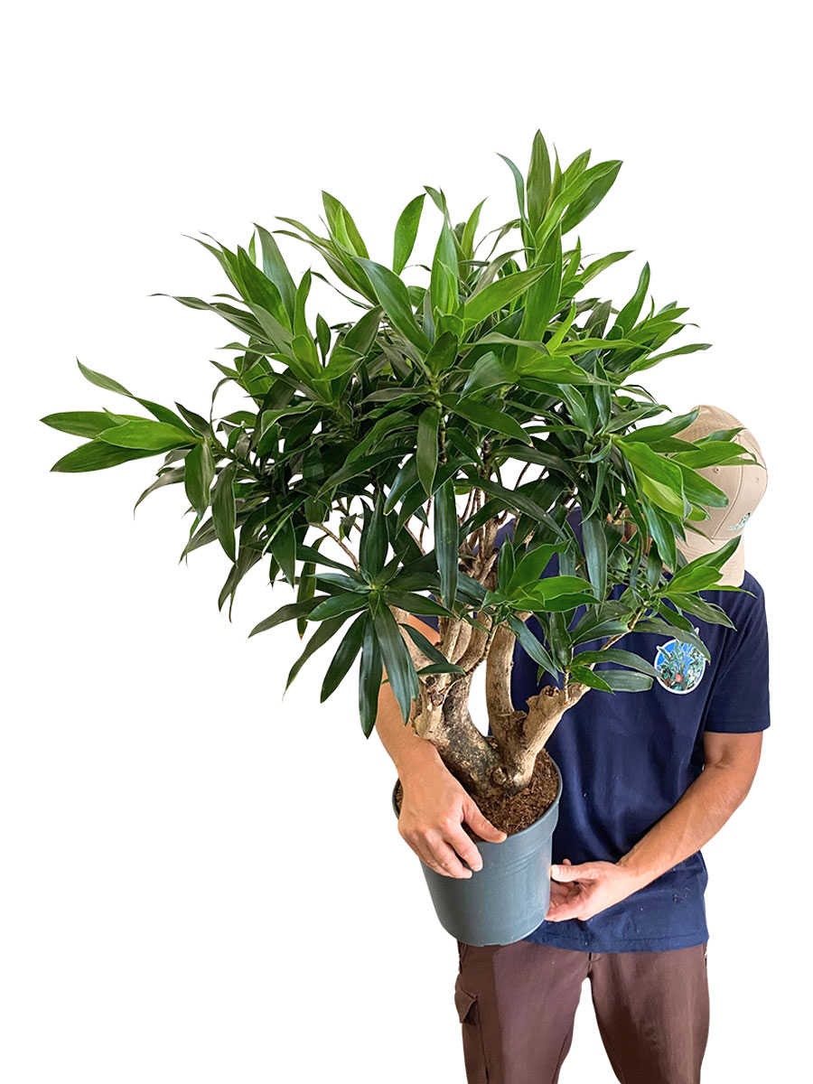 Dracaena Reflexa Verzweigt - Ø24 cm