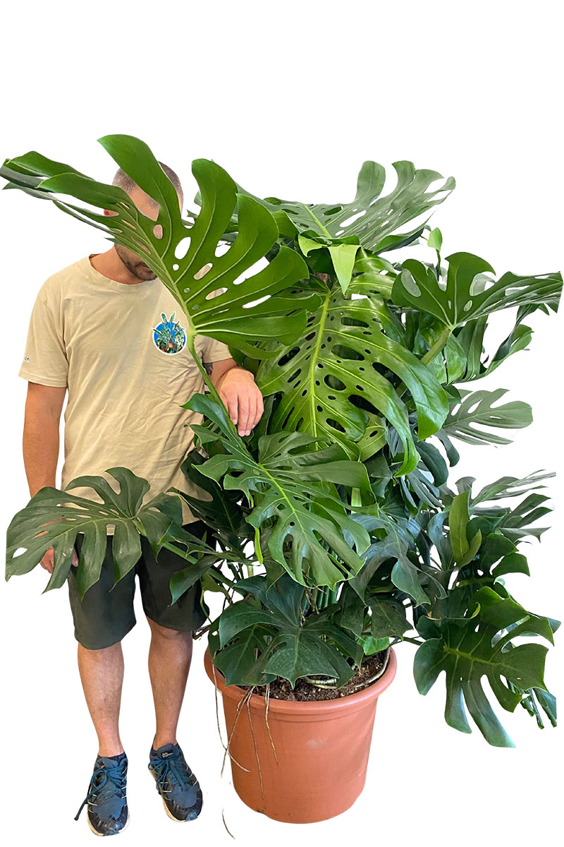 Monstera deliciosa Moosstab - Gross