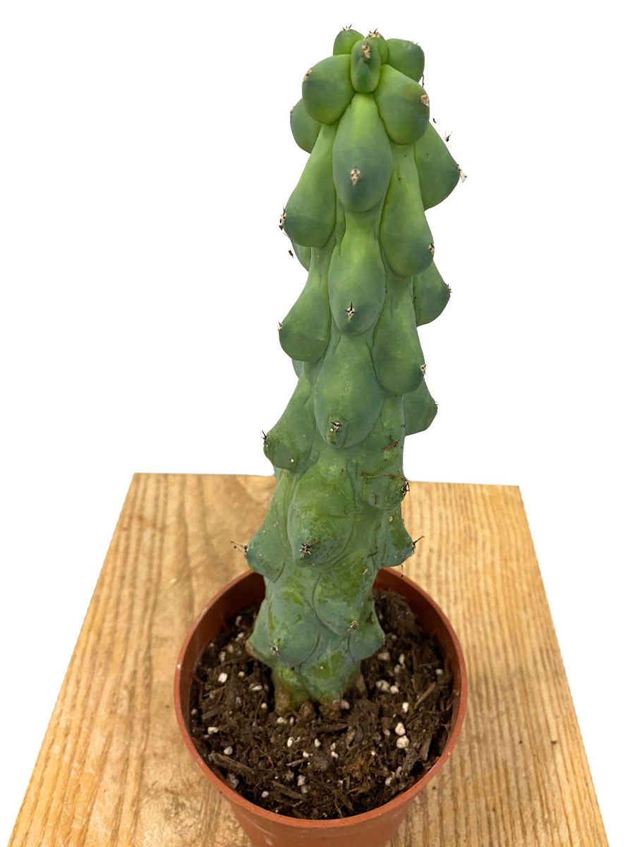 Myrtillocactus Geometrizans Boobie