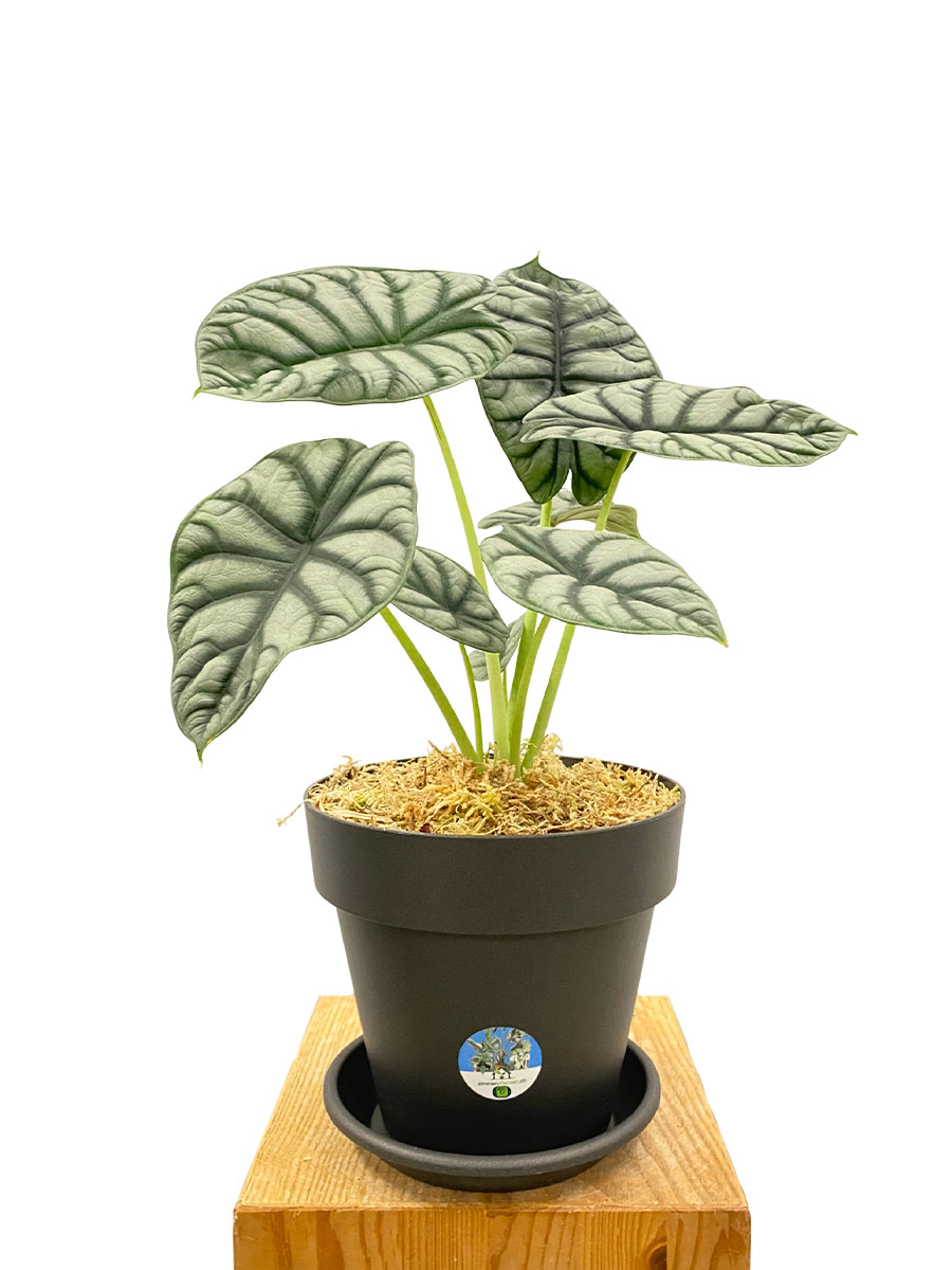 Alocasia Silver Dragon