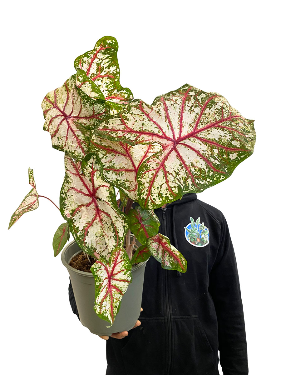 Caladium Tapestry XL