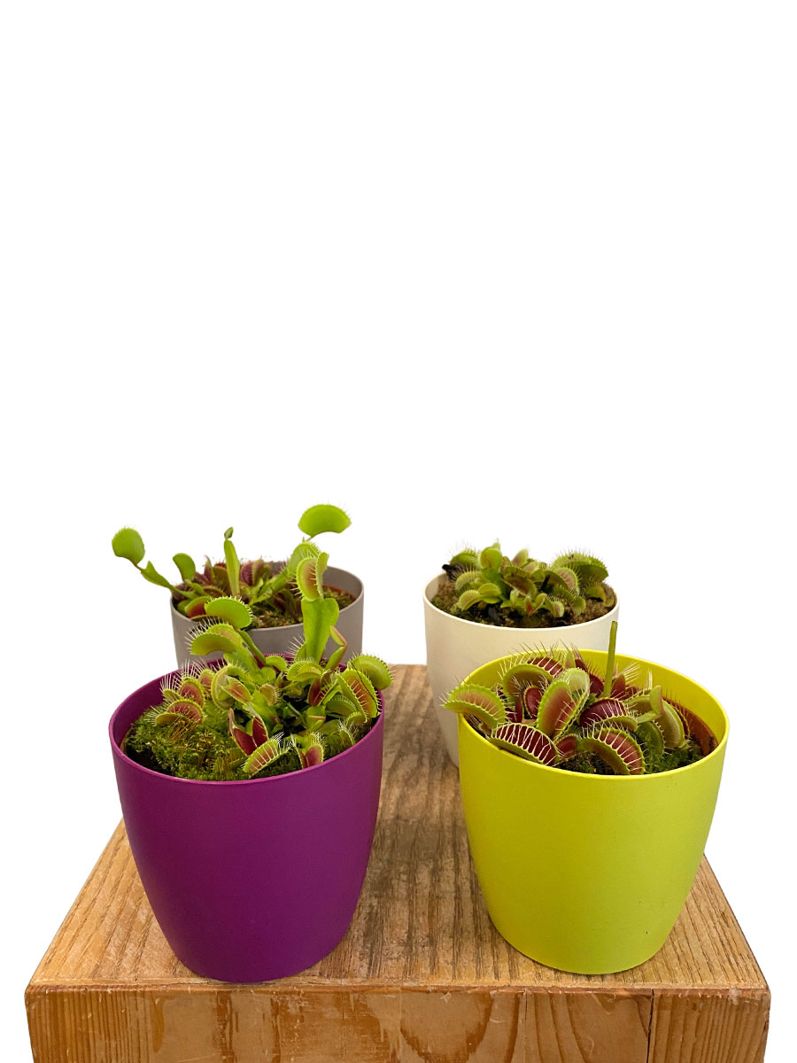 Venusfliegenfalle Dionaea 4er Mix