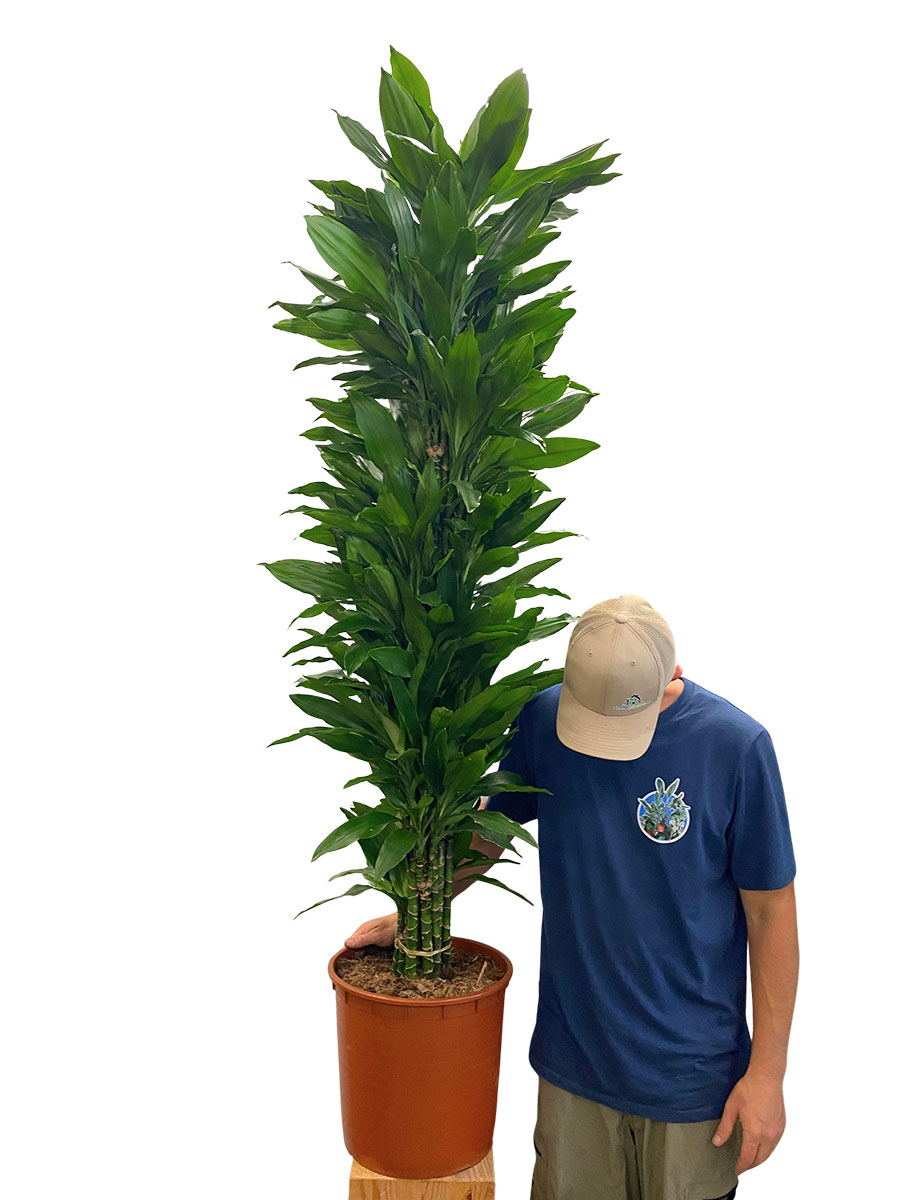 Dracaena Janet Lind verzweigt