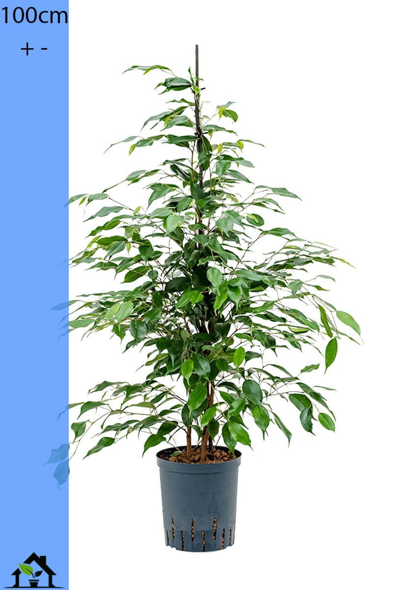 Ficus benjamina Exotica Hydro 100cm 18/19