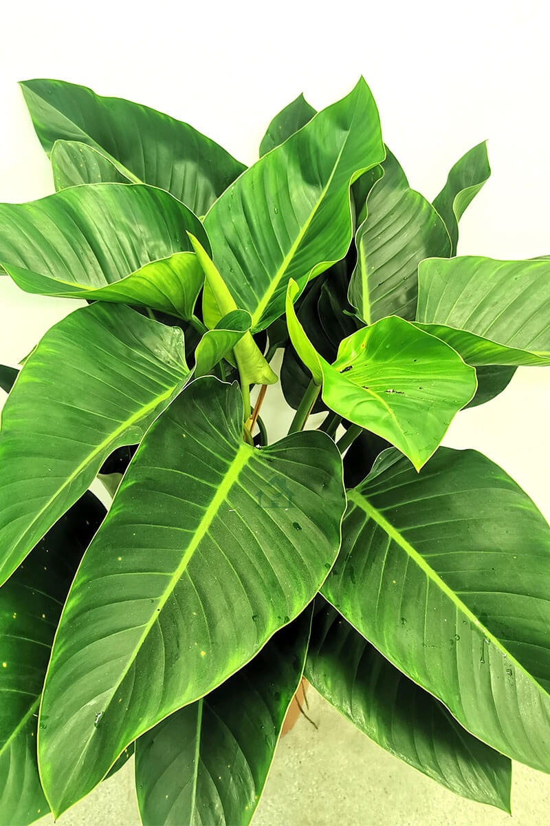 Philodendron Congo Green XL 90cm