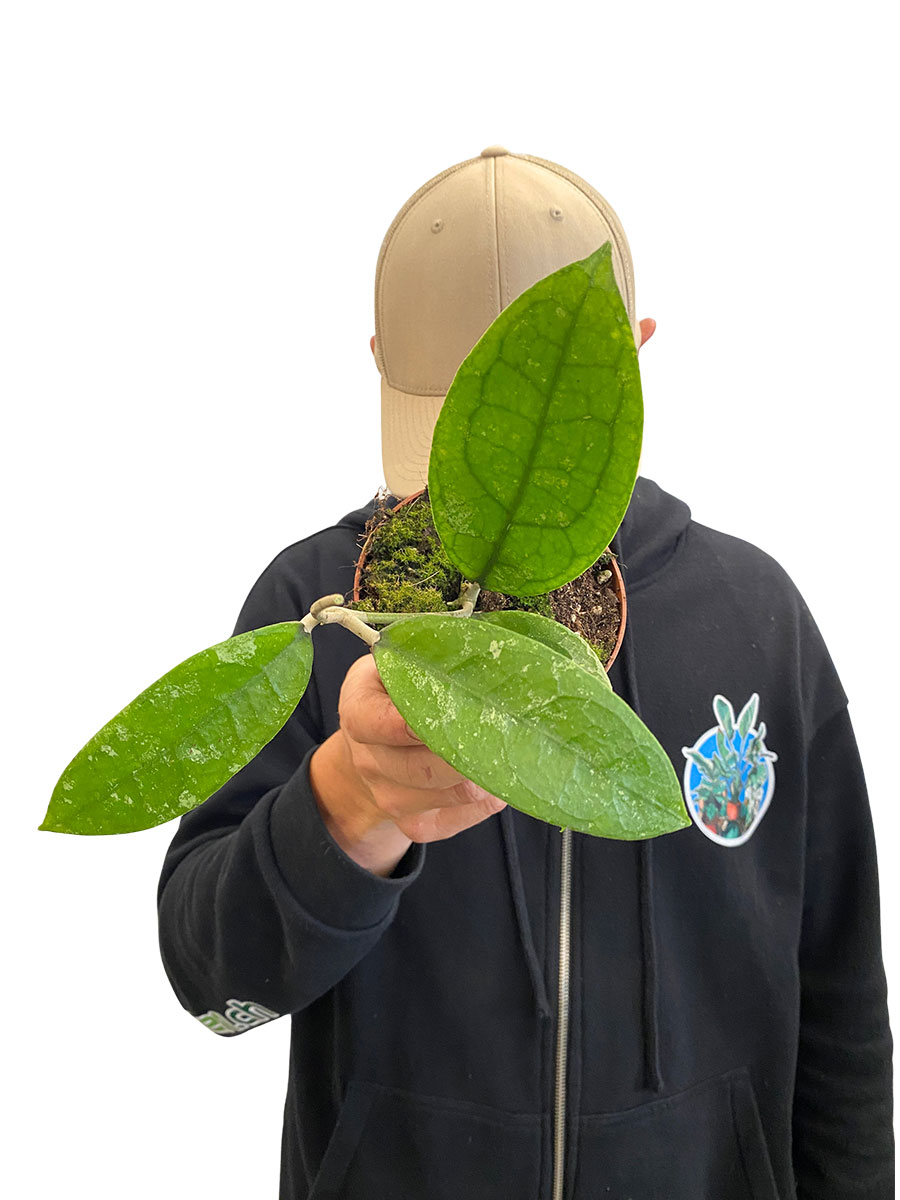 Hoya Aff. Vitellina