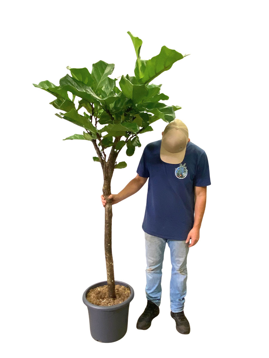 Geigenfeige Ficus lyrata Stamm - Ø40 cm