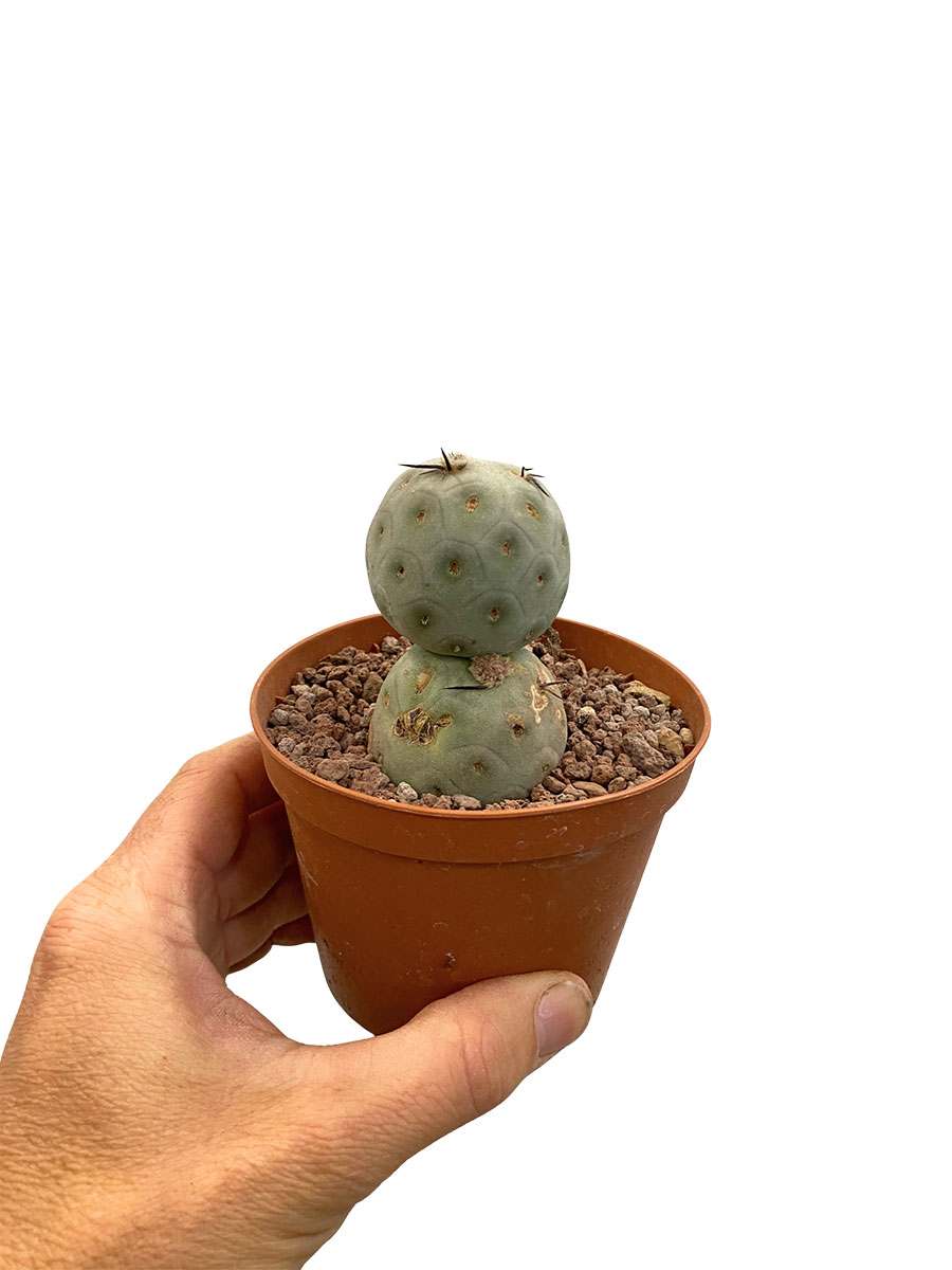 Tephrocactus Geometricus