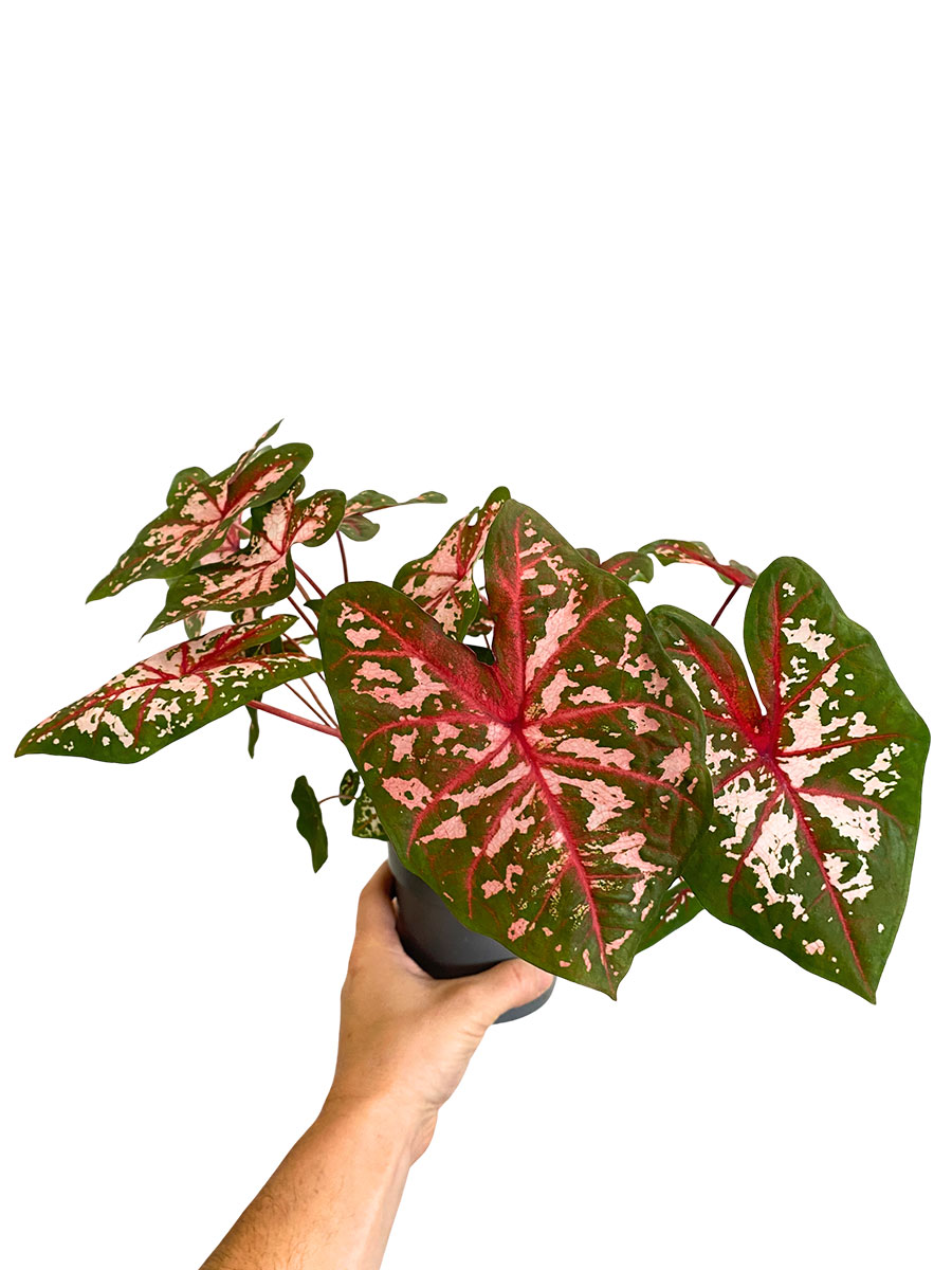 Caladium Carolyn Whorton