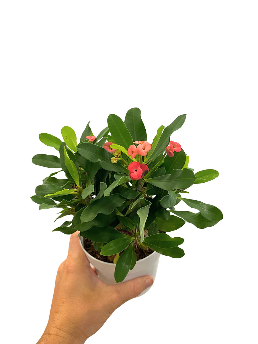 Euphorbia Milii Christus Dorn
