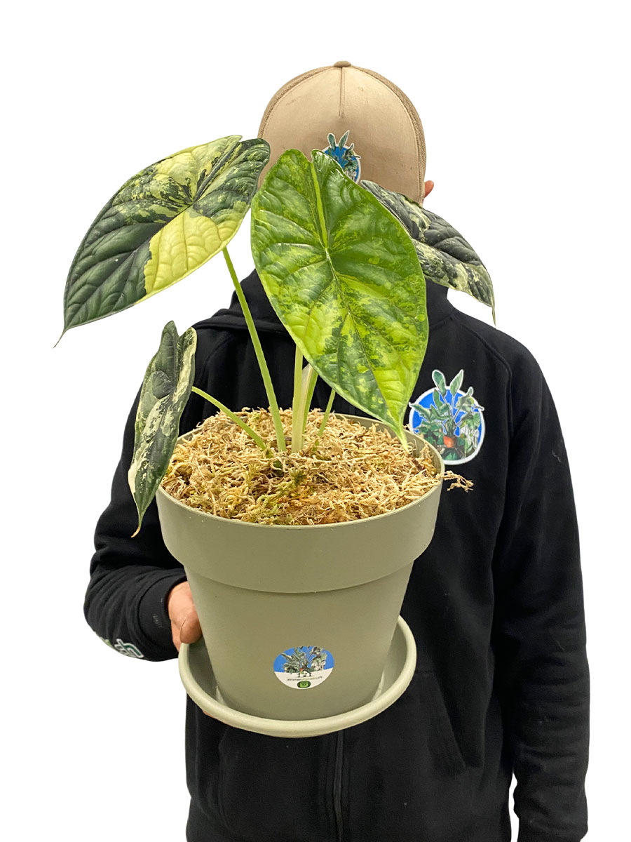 Alocasia Dragon Scale Variegata