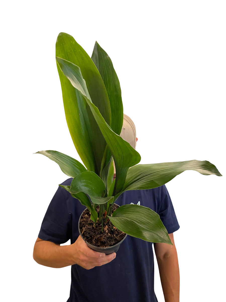 Schusterpalme Aspidistra Elatior - Ø15 cm