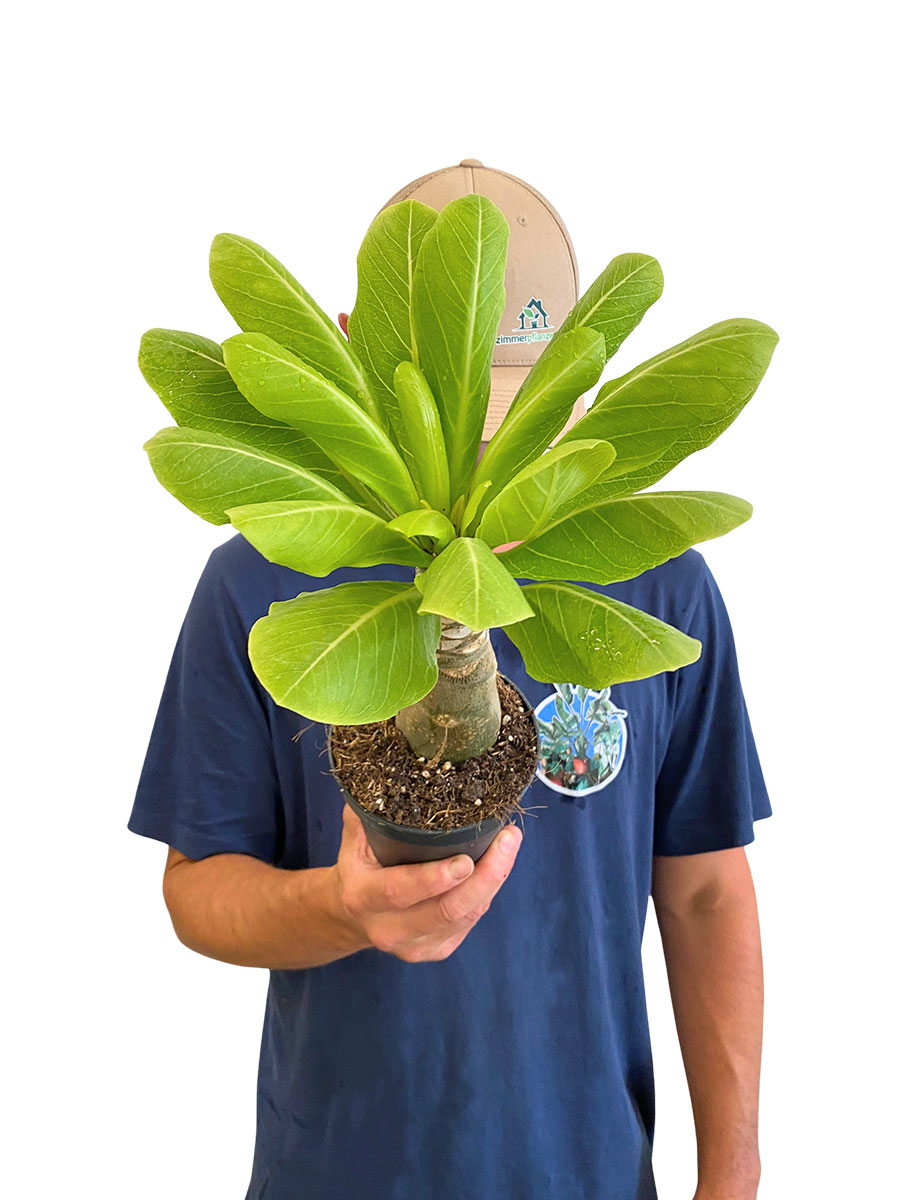 Hawaii-Palme Brighamia Insignis