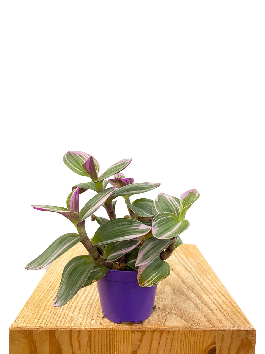 Baby Tradescantia Nanouk