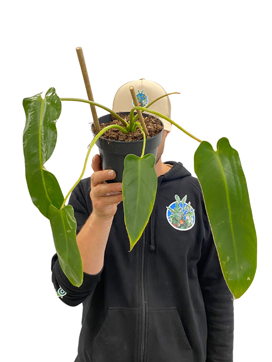 Philodendron Spiritus-Sancti