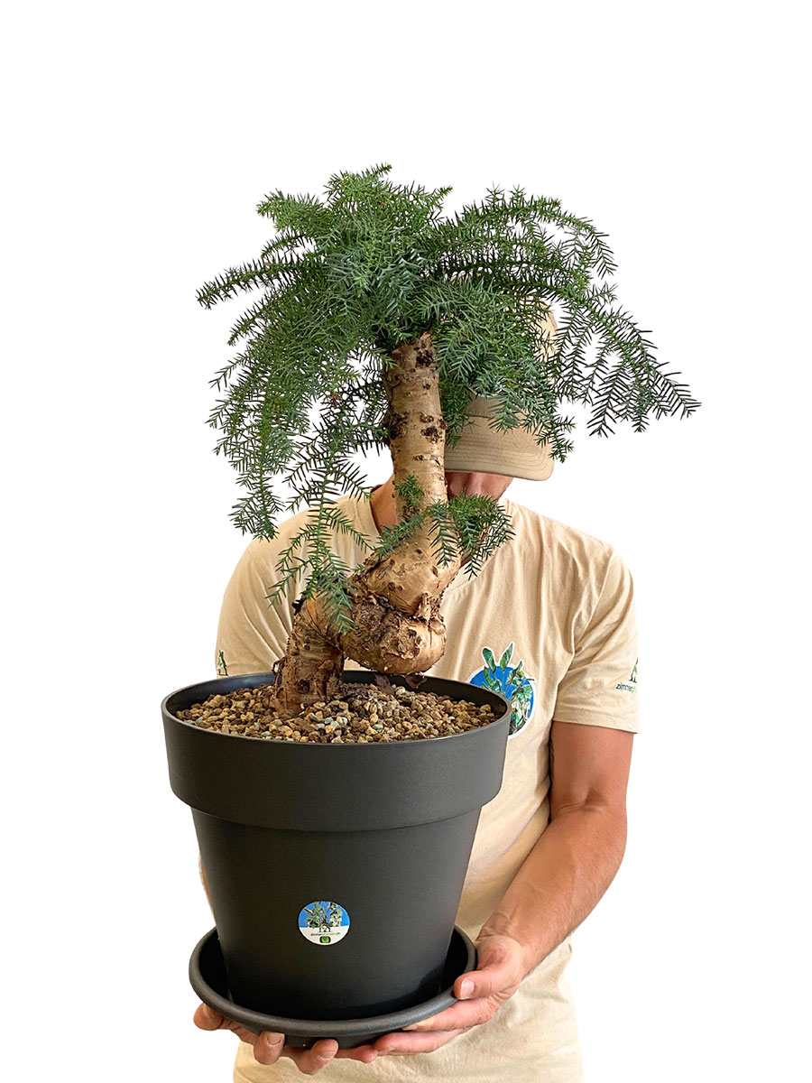 Araucaria Cunninghamii
