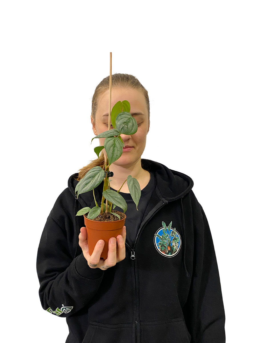 Philodendron Sodiroi