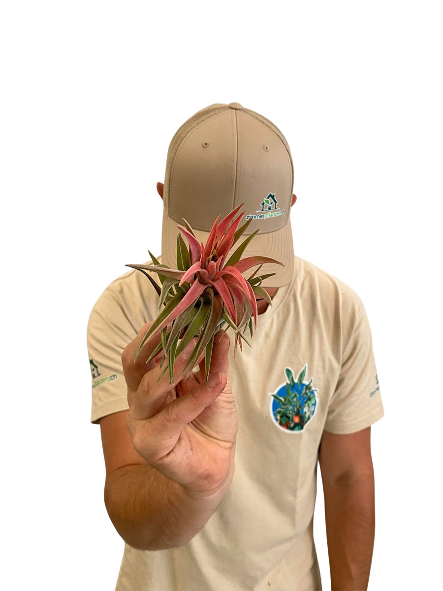Tillandsia Cyanea Abdita