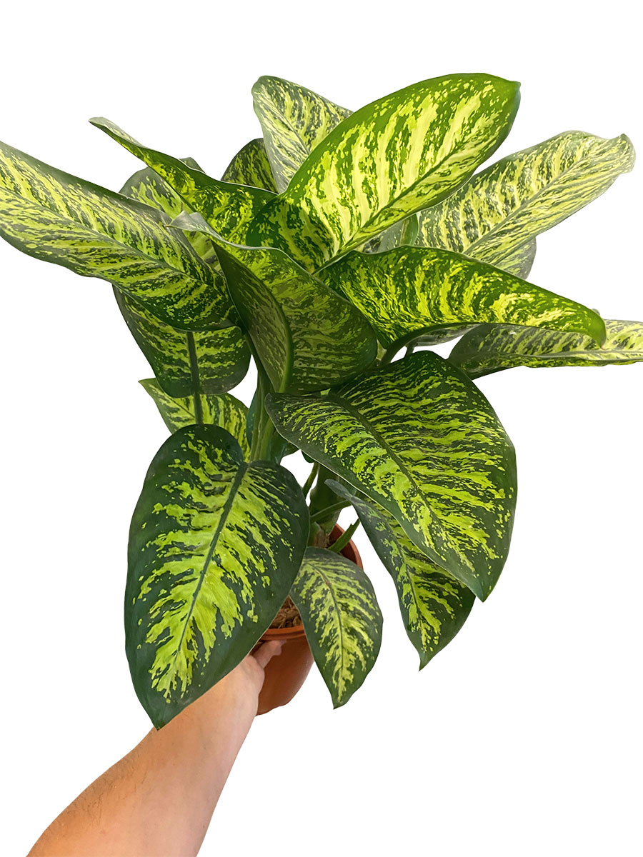Dieffenbachia Tropical Jewel XL