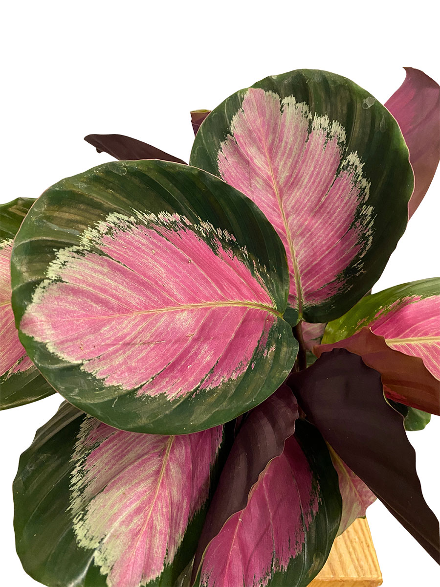 Calathea Roseopicta Rosy