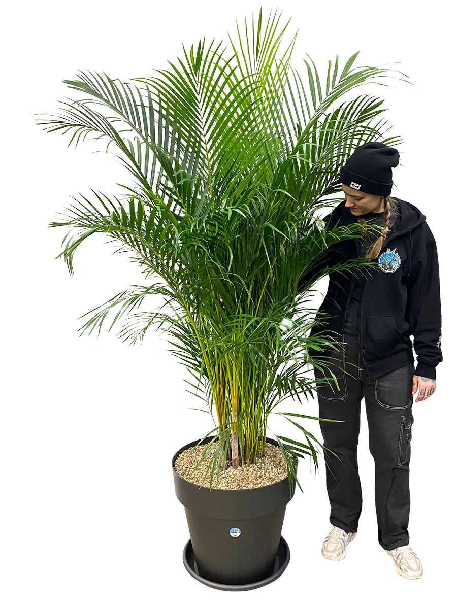 Dypsis Areca Goldfruchtpalme - Gross