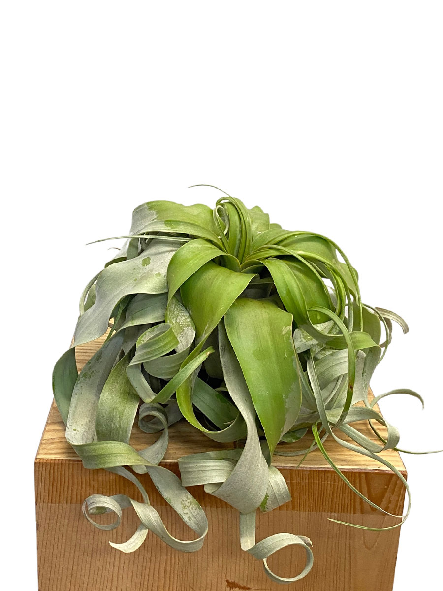 Tillandsia xerographica