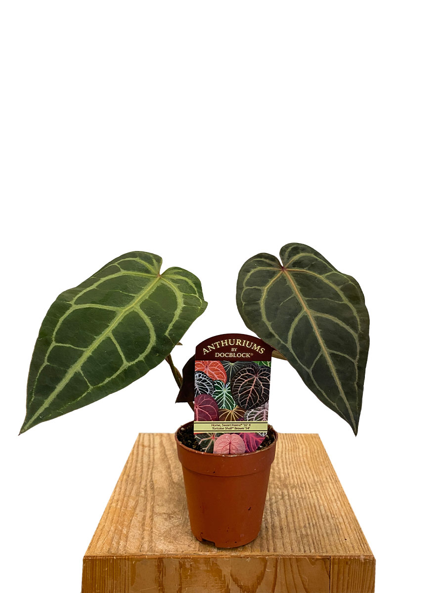 Anthurium DocBlock Sweet Home® 32 x Tortoise Shell Brown® 34