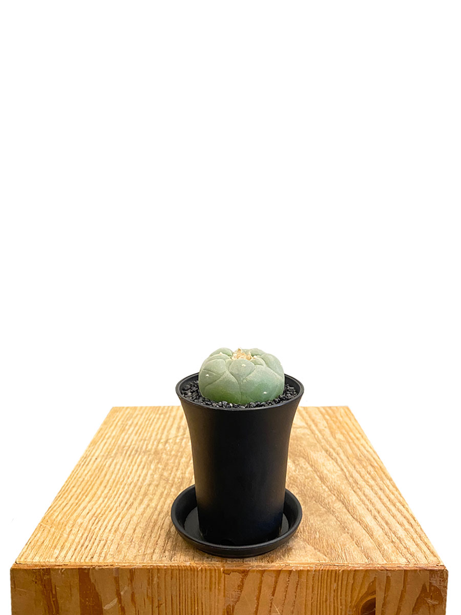 Lophophora Fricci