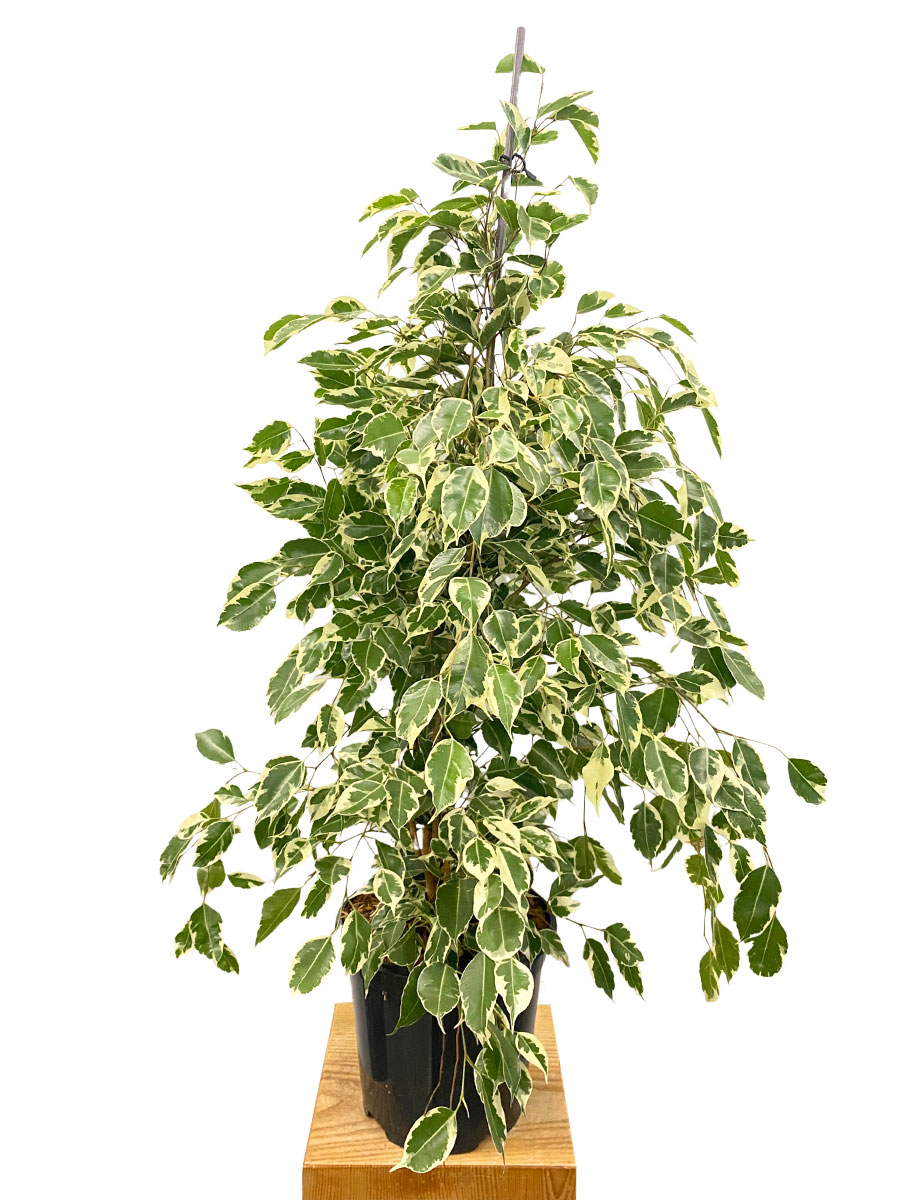 Birkenfeige Ficus Benjamina Twilight
