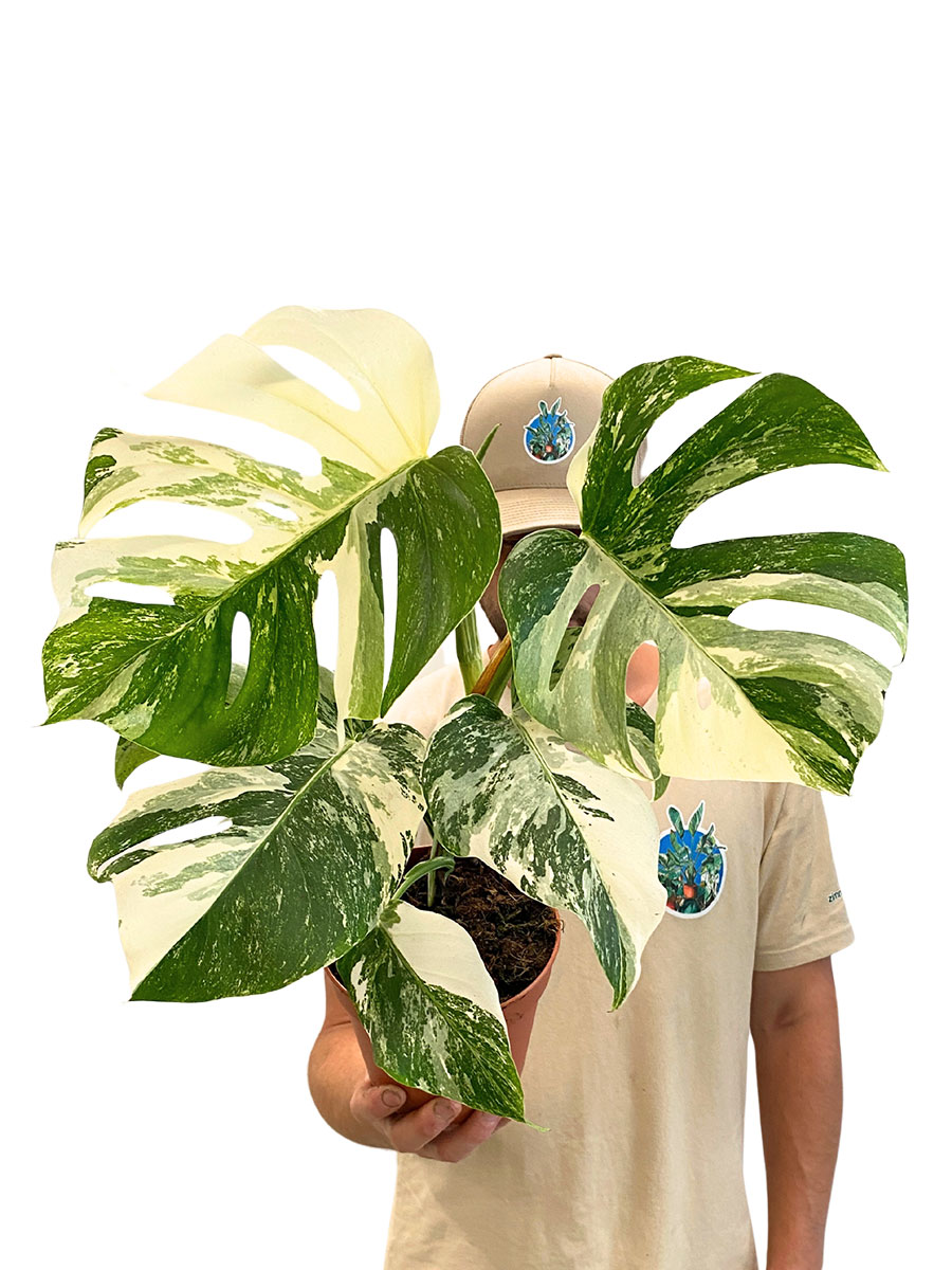 Monstera Variegata Super White