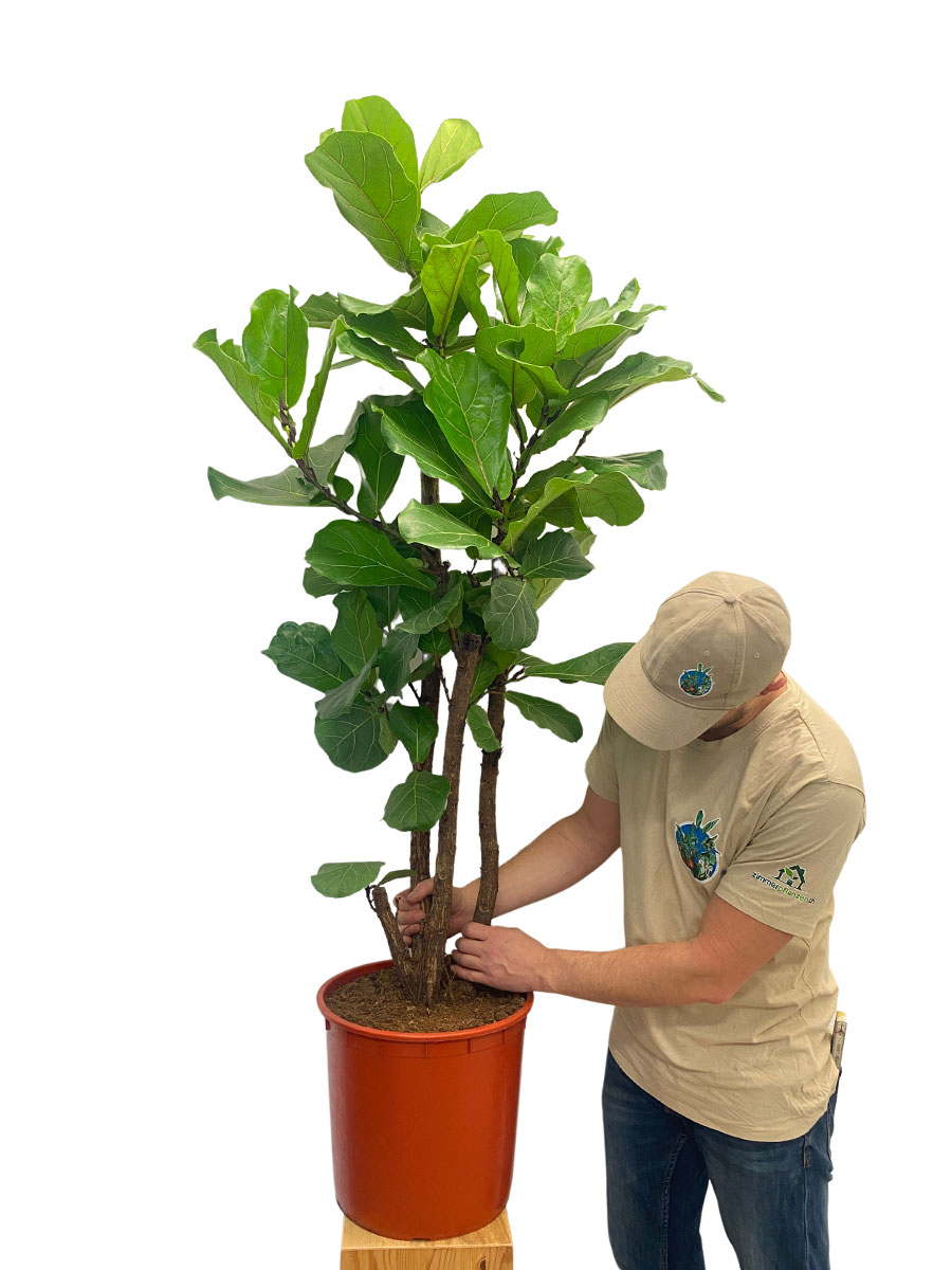 Geigenfeige Ficus lyrata verzweigt 150-160cm