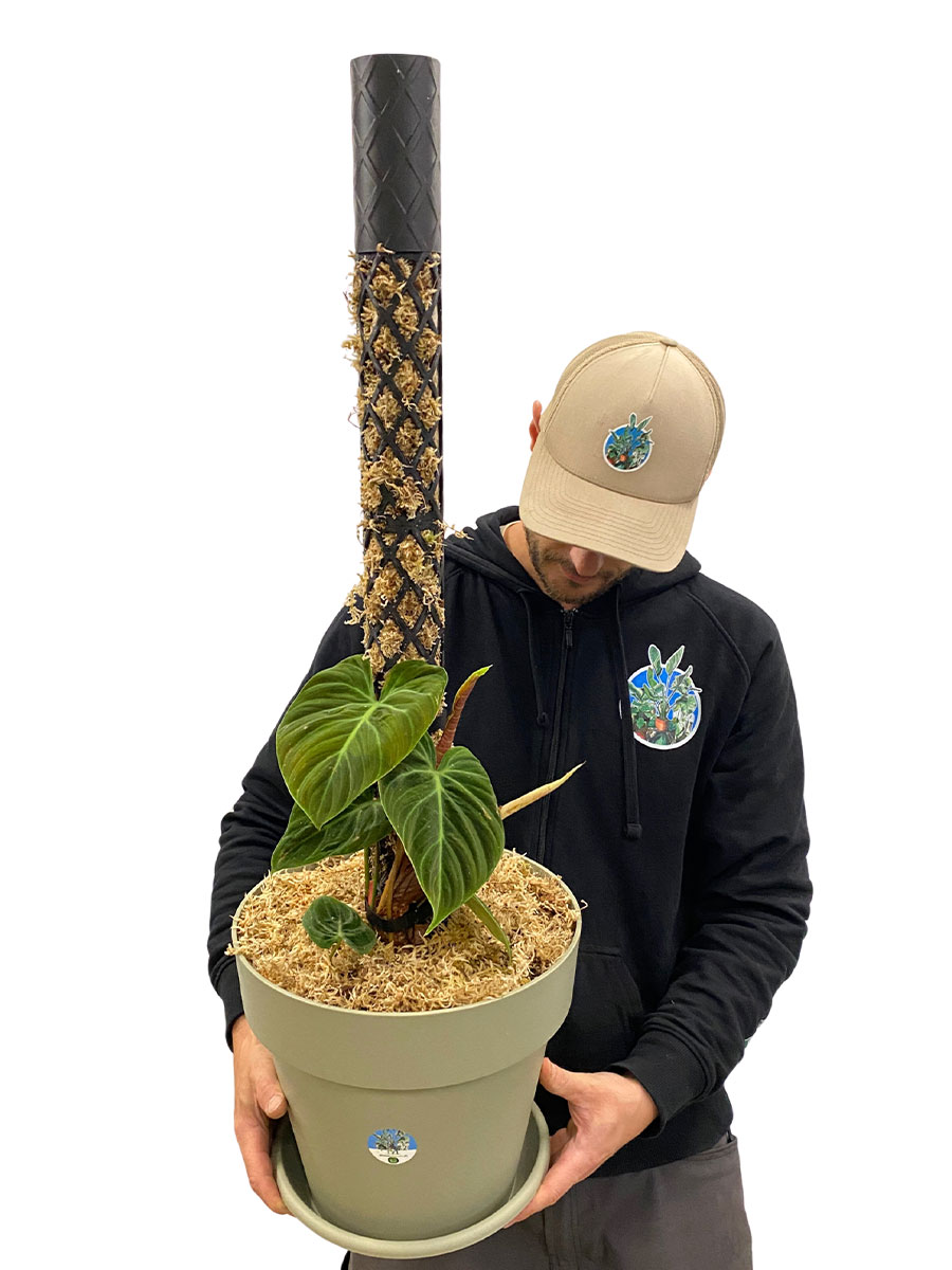 PlantMe Moosstab Maxi Set - Schwarz