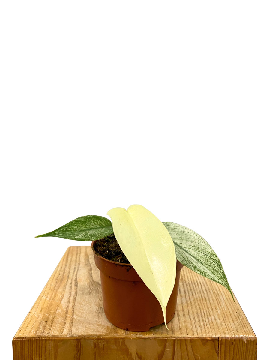 Baby Philodendron Florida Ghost