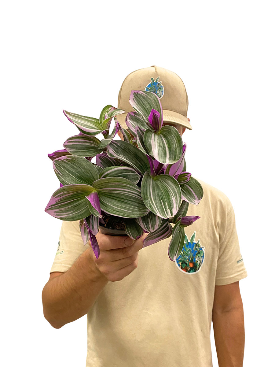 Tradescantia Nanouk