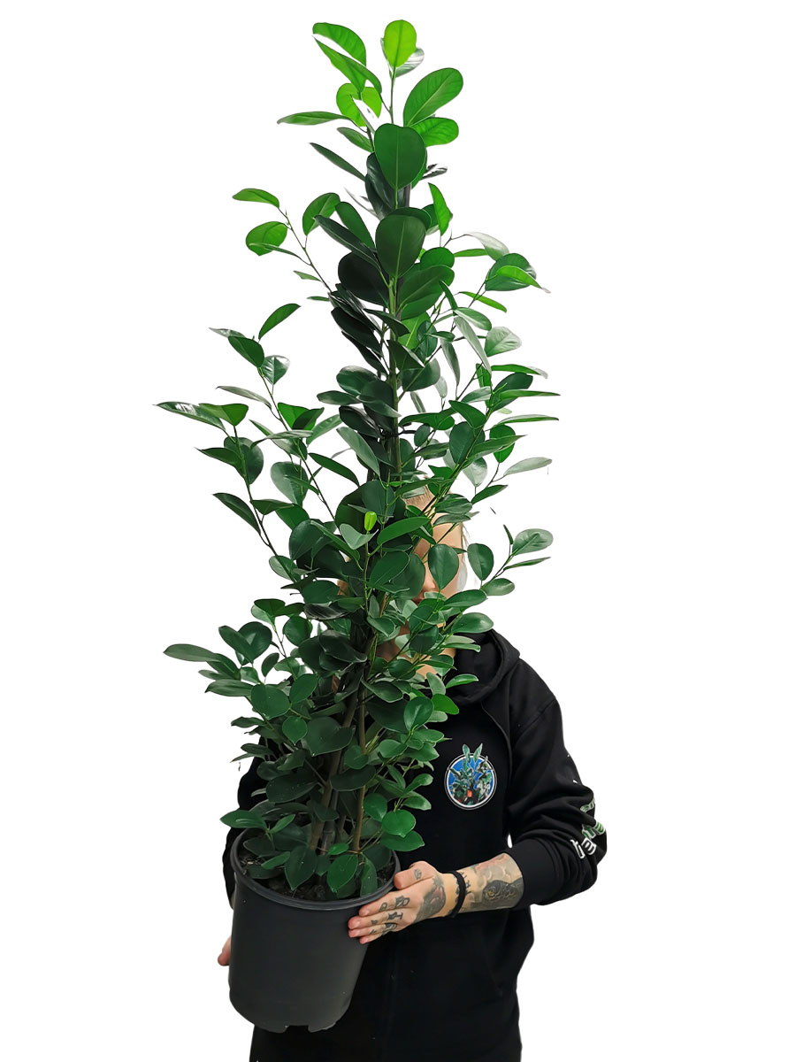 Moklam Feige Ficus microcarpa Moclame 100cm