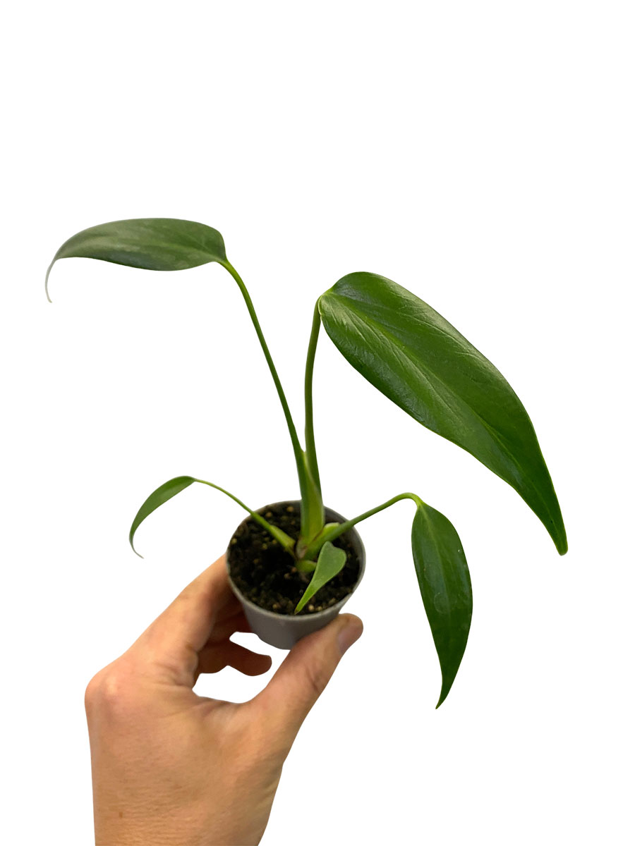 Baby Monstera Burle Marx Flame